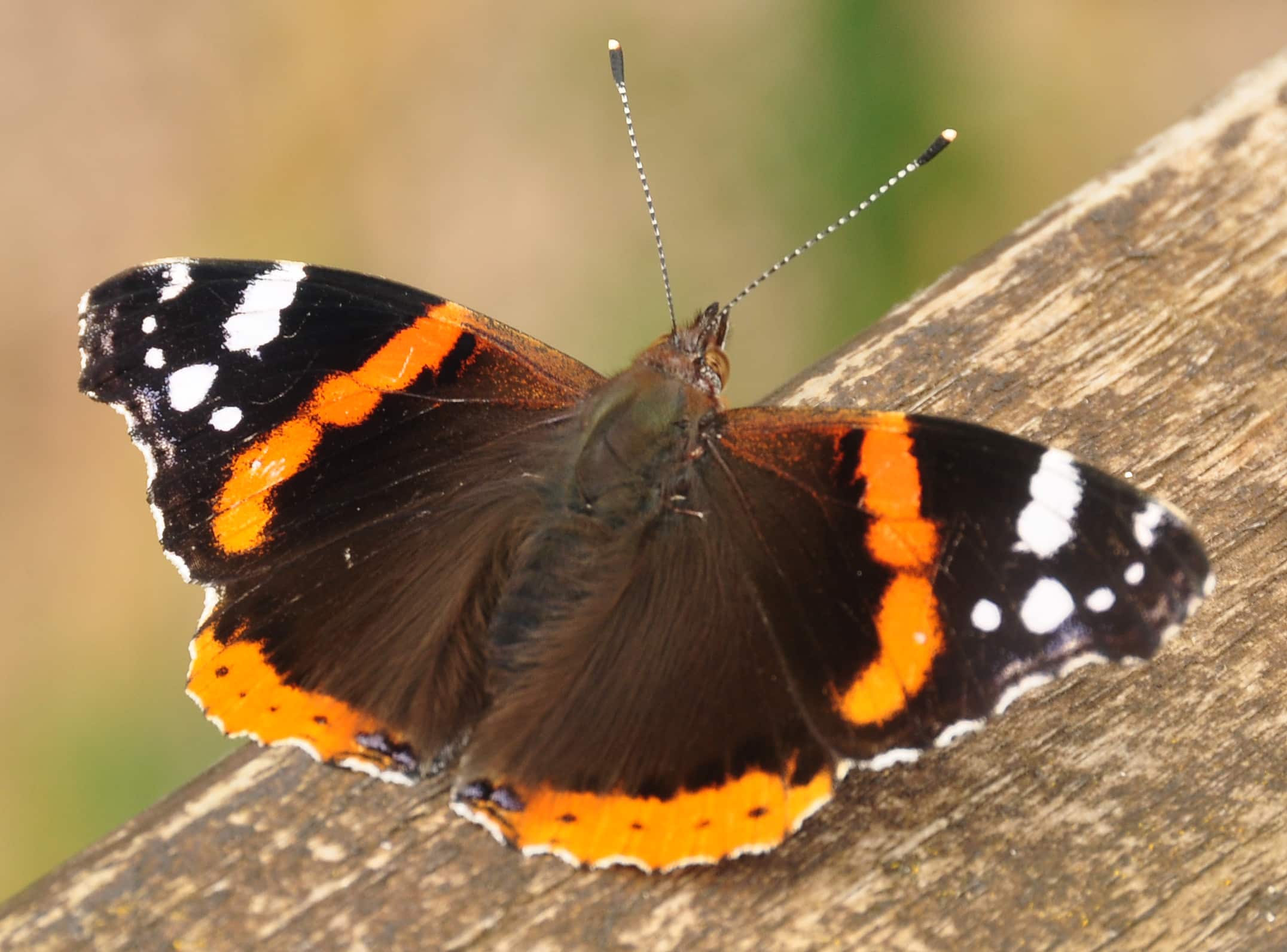 Vanessa atalanta (Red Admiral) in Exminster Marshes