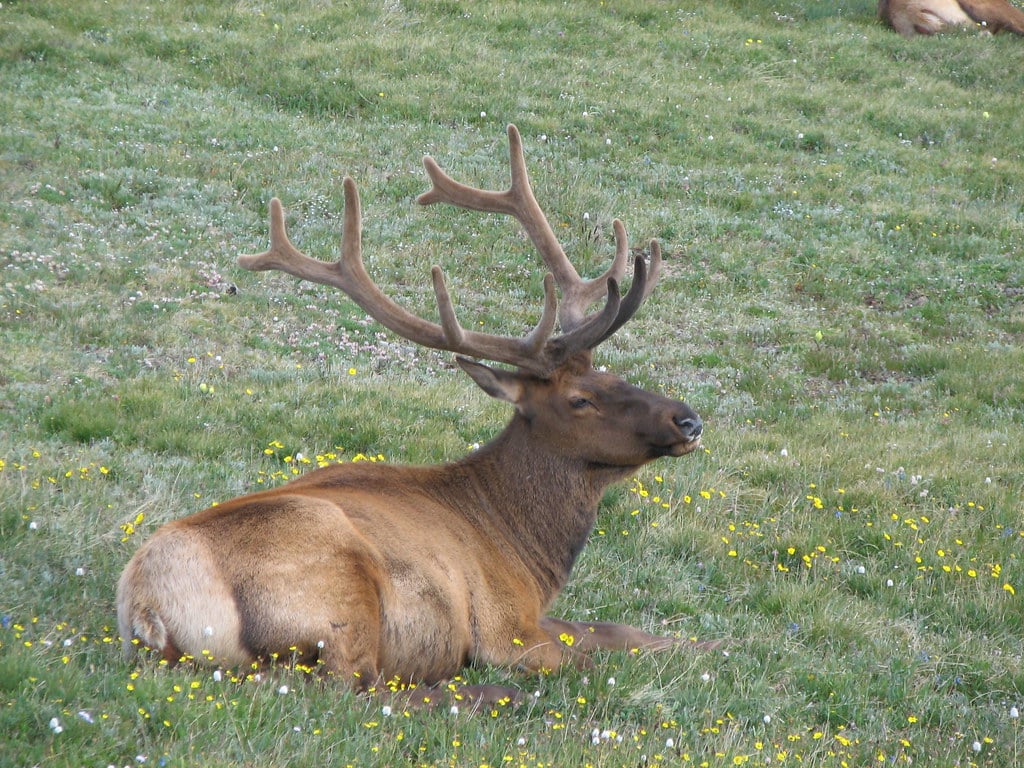 Cervus canadensis (North American elk) (Rocky Mountains National Park, Colorado, USA) 2