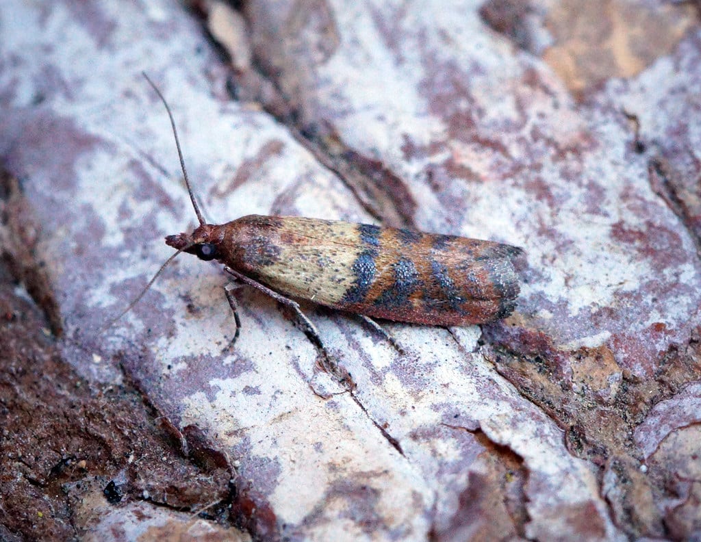 [1479] Indian Meal Moth (Plodia interpunctella)