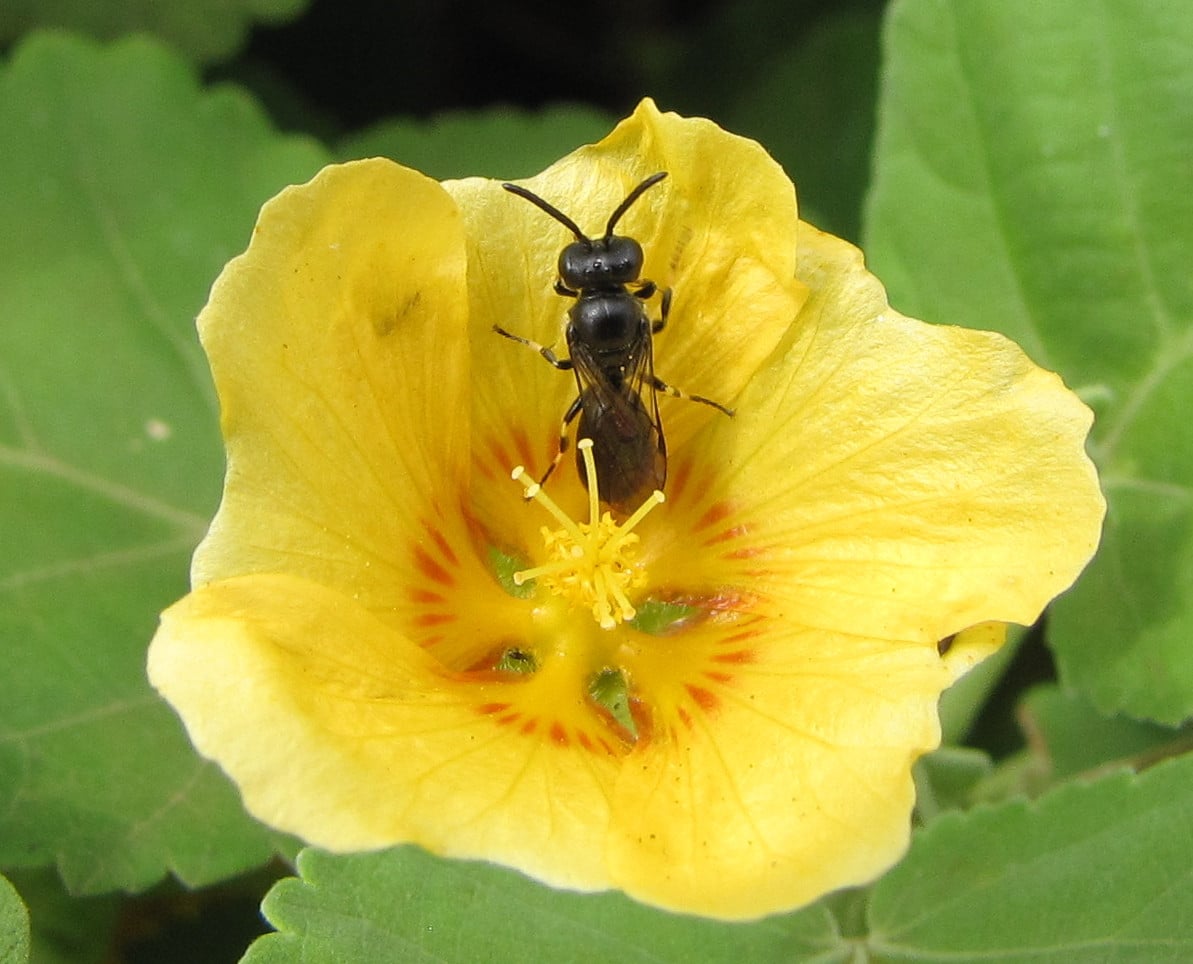 Starr-130319-3046-plant-Sida fallax-flower with yellow faced bee Hylaeus connectens-Kilauea Pt NWR Kauai  Yellow-faced Bee