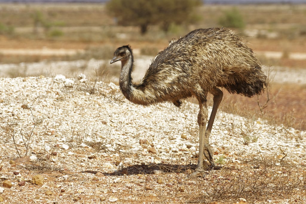 Emu (Dromaius novaehollandiae)