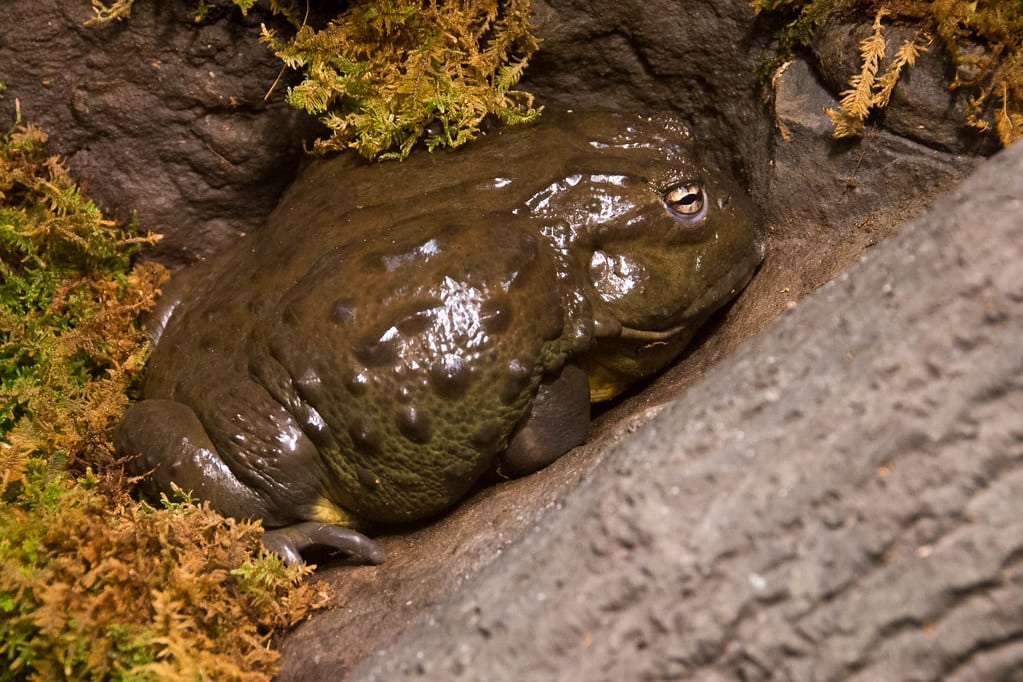 African Bullfrog