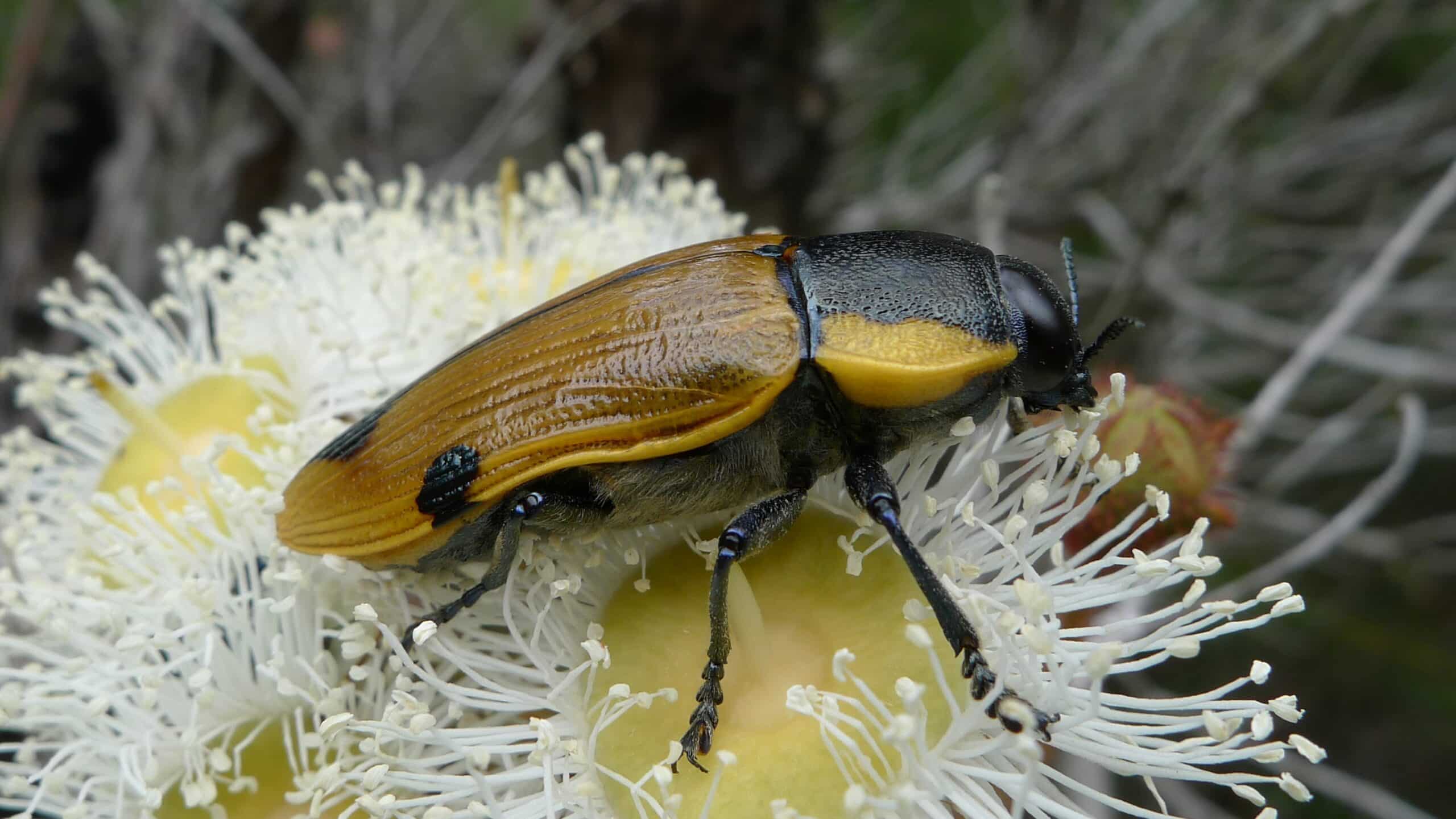 Jewel Beetle, Temognatha variabilis (11149910956) Jewel Beetle, Temognatha variabilis (11149910956)