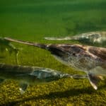 Paddlefish