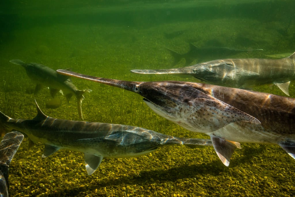 Paddlefish