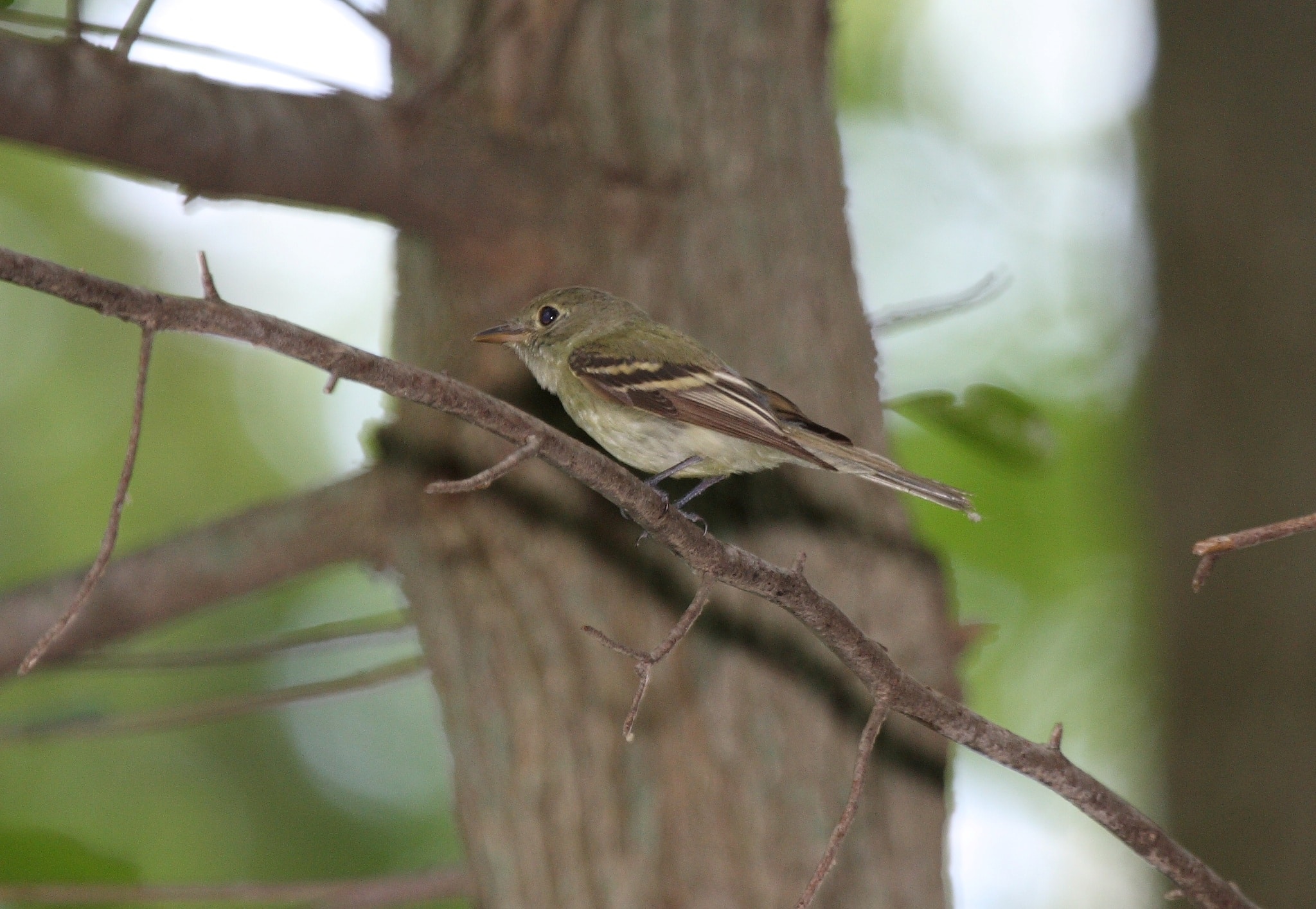 Acadian Flycatcher (Empidonax virescens) (4687322267) Acadian Flycatcher (Empidonax virescens) (4687322267)