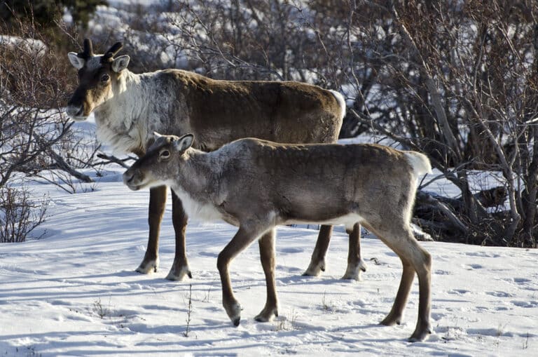 Caribou