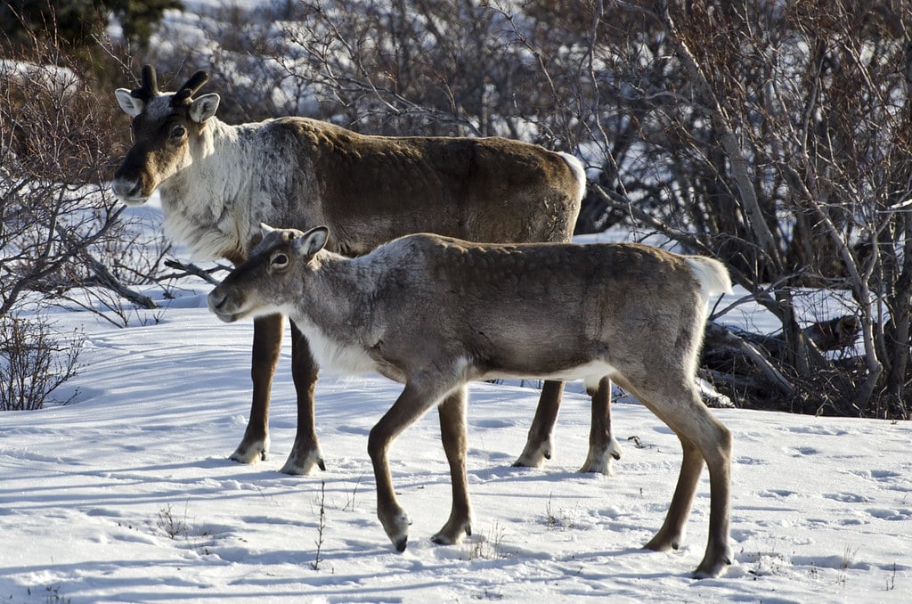 Caribou