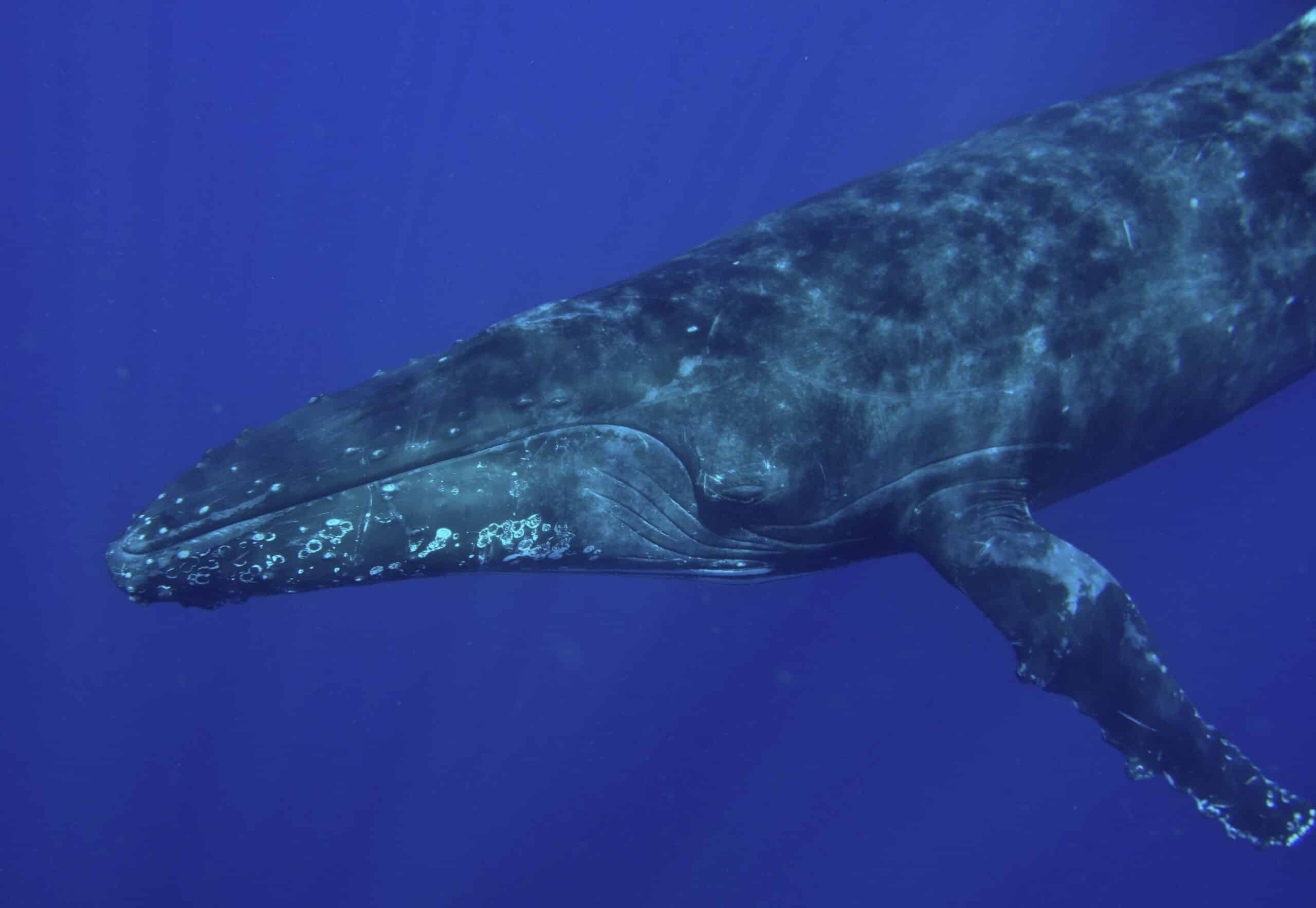 Humpback Whale