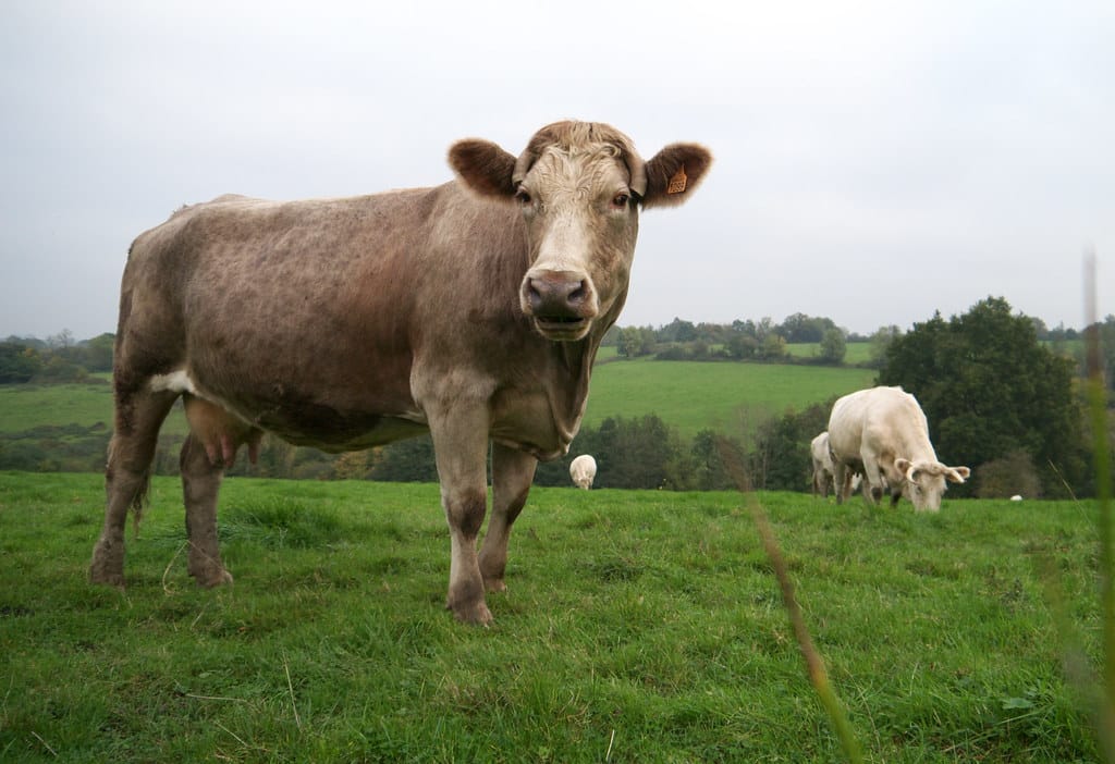 Cow Cow