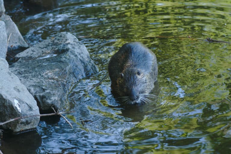 Ondatra zibethicus Germany Darmstadt Steinbrücker Teich1 Ondatra zibethicus Germany Darmstadt Steinbrücker Teich1