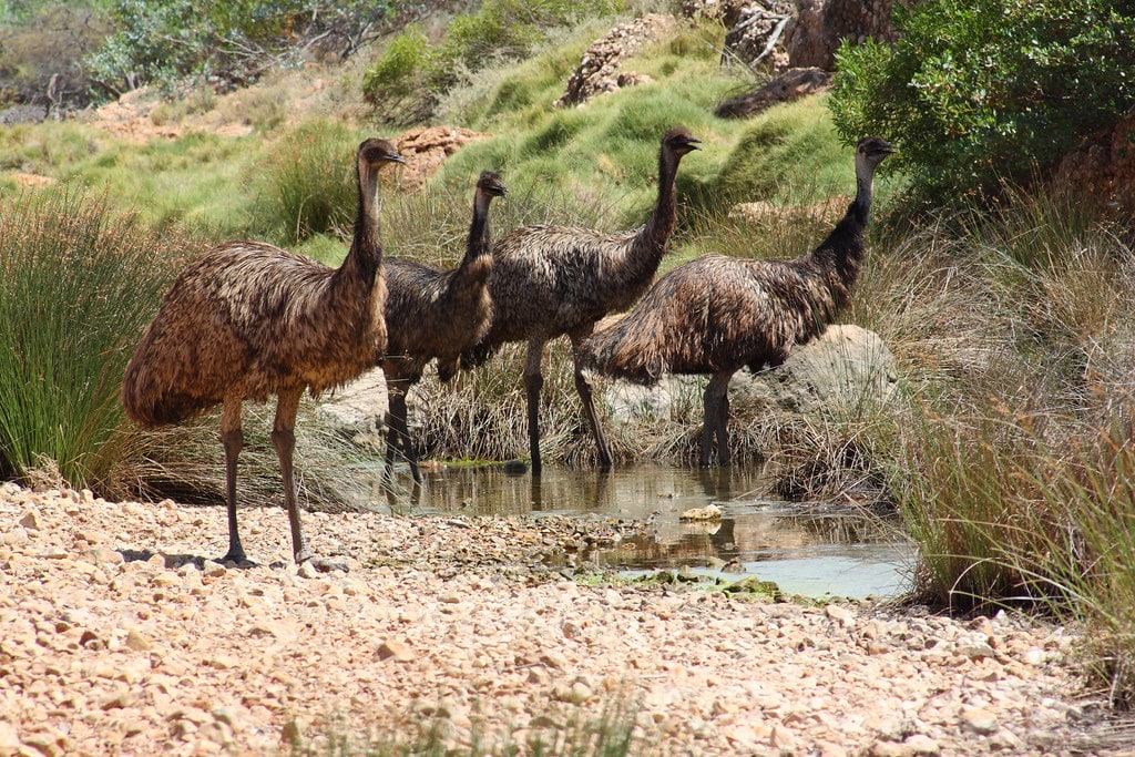 Casuariidae>Dromaius novaehollandiae Emu IMG6573