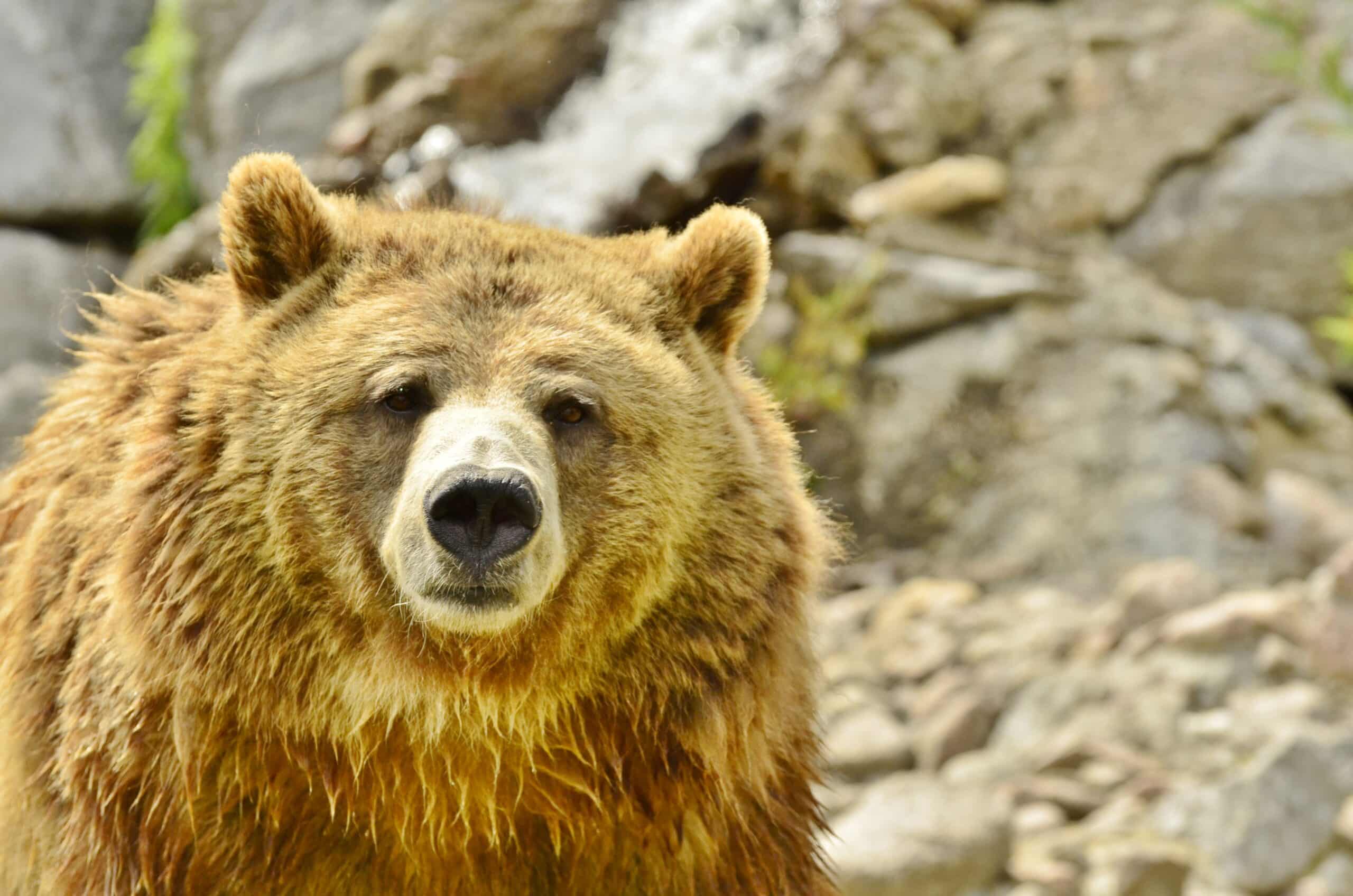 File:Ursus arctos horribilis – Zoo Sauvage de Saint-Félicien – 2016-07-19 (1).jpg File:Ursus arctos horribilis – Zoo Sauvage de Saint-Félicien – 2016-07-19 (1).jpg