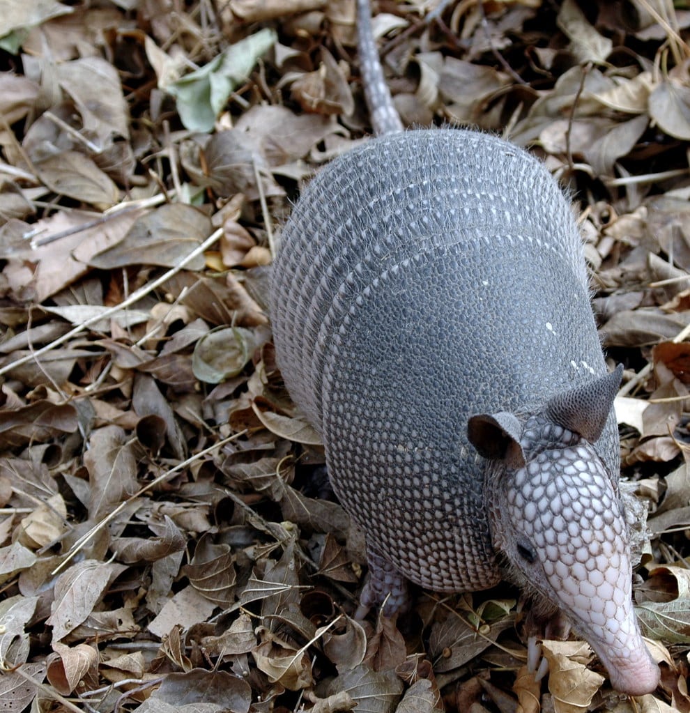 Armadillo Armadillo