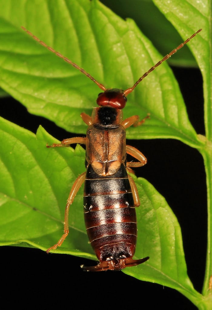 European Earwig – Forficula auricularia, Woodbridge, Virginia