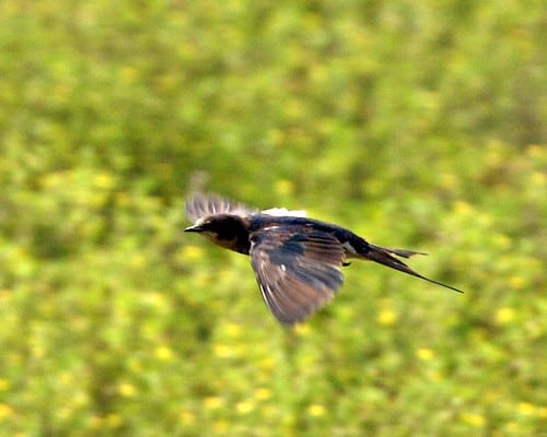 Barn Swallow (Hirundo rustica) – flight