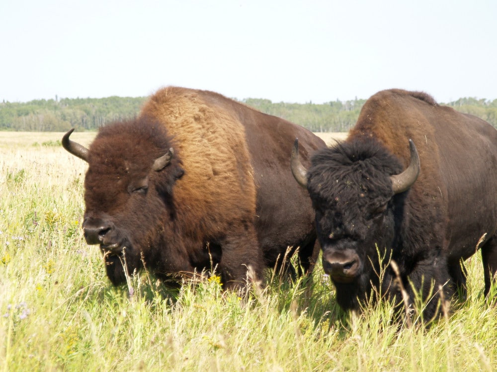 Two bison in the Bison Range in Riding Mountain National Park 3