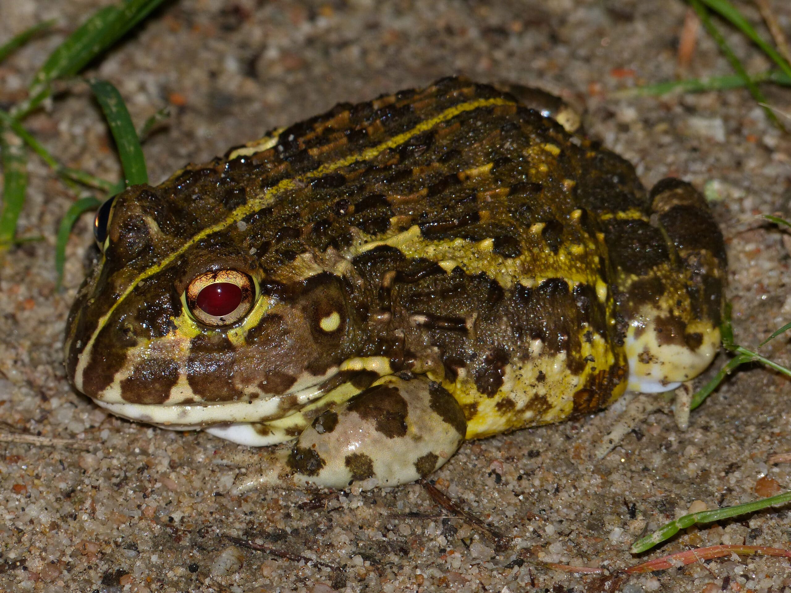 File:African Bullfrog (Pyxicephalus edulis) juvenile (12618902215).jpg File:African Bullfrog (Pyxicephalus edulis) juvenile (12618902215).jpg