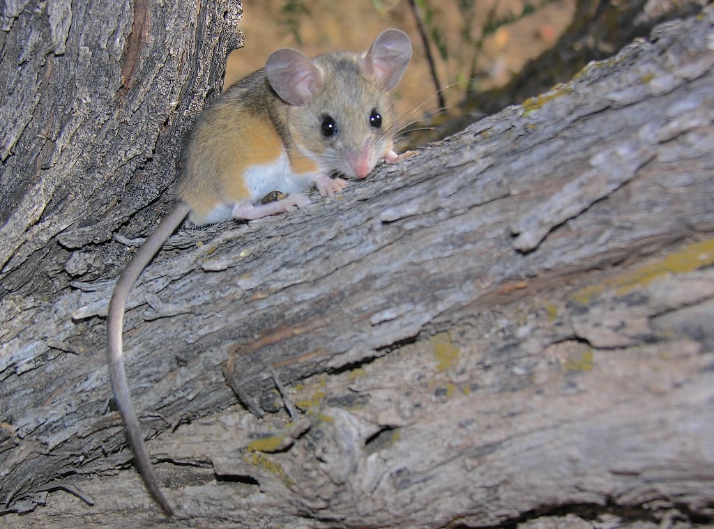 Deer Mouse Portal (Peromyscus maniculatus) Deer Mouse Portal (Peromyscus maniculatus)