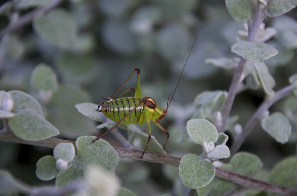 Cricket Cricket