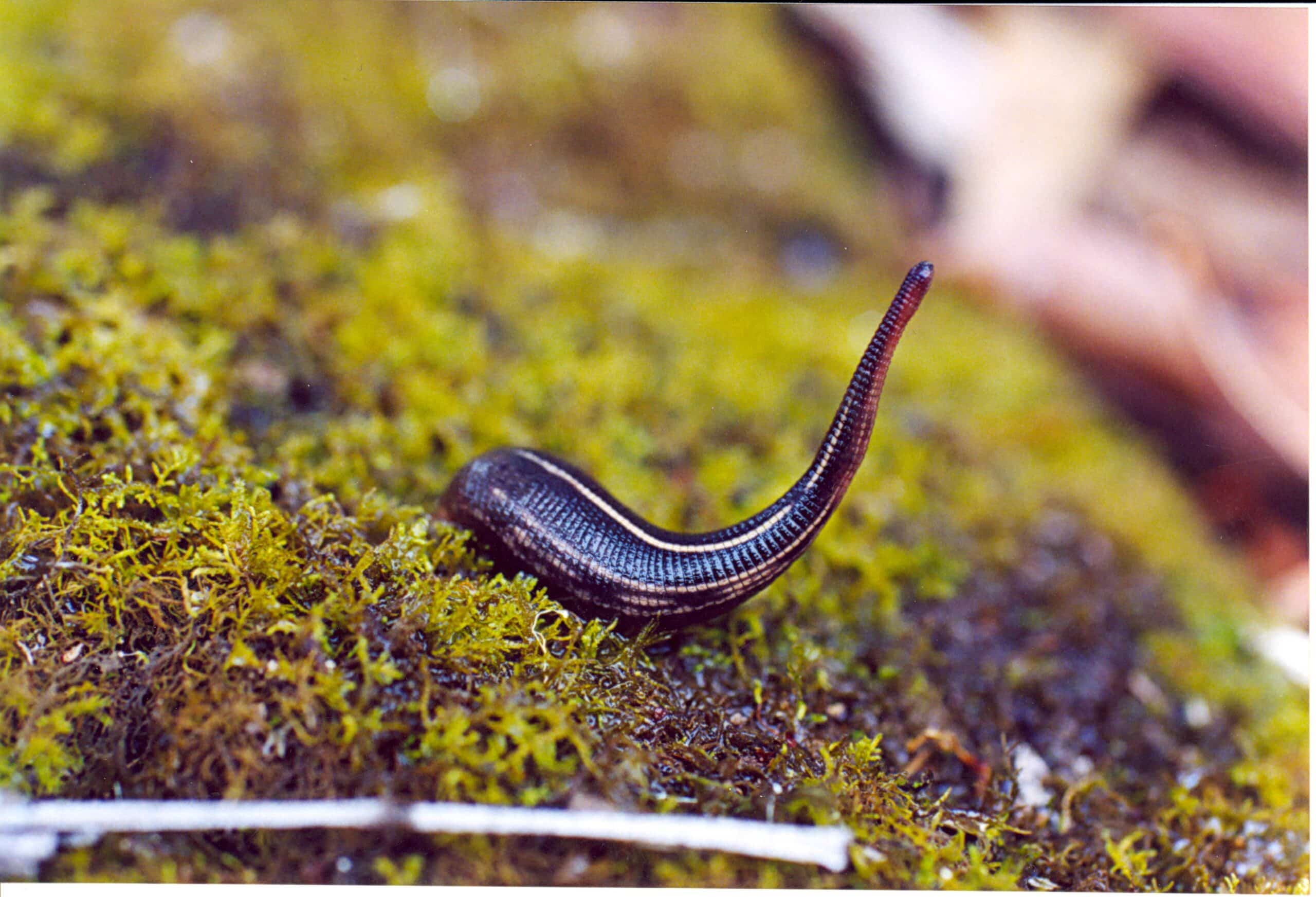 Leech