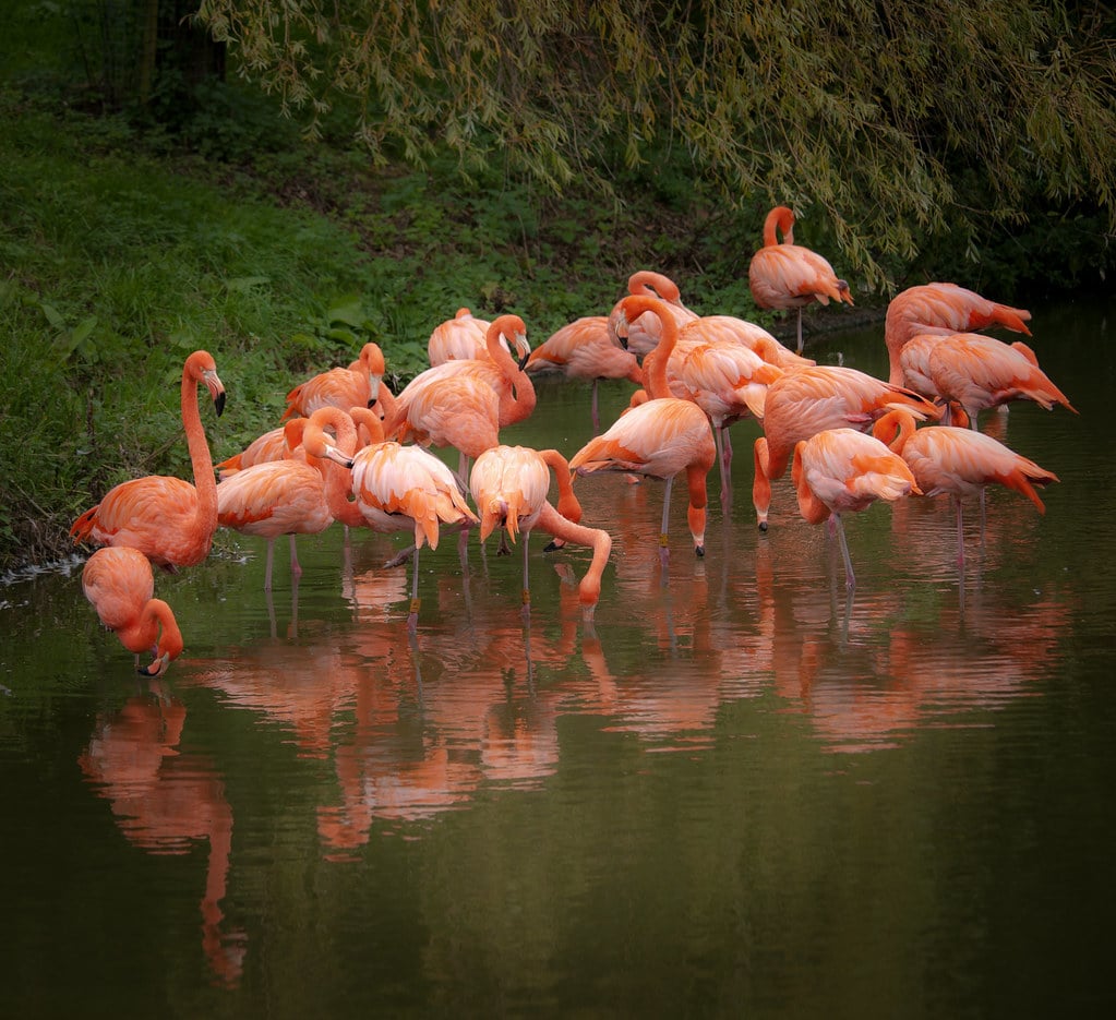 Flamingoes