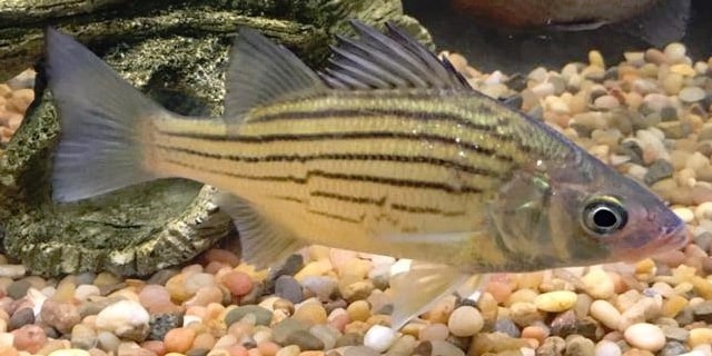Yellow Bass