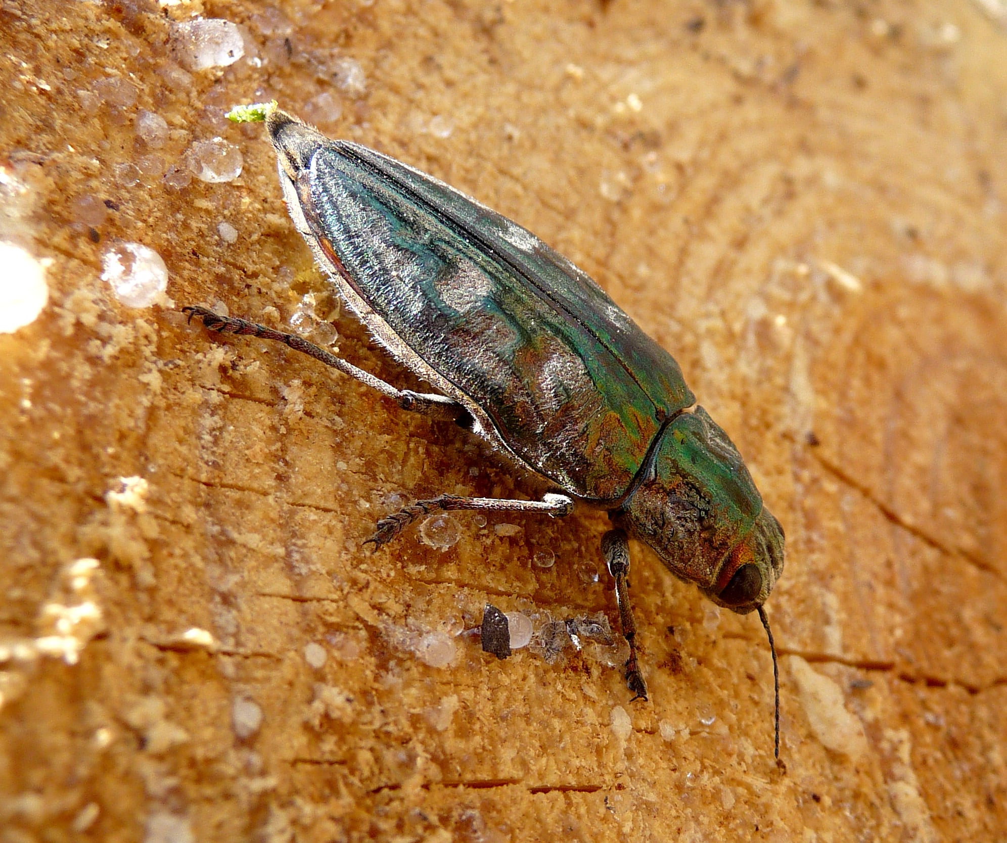 Jewel Beetle . Chalcophora mariana Buprestidae – Flickr – gailhampshire Jewel Beetle . Chalcophora mariana Buprestidae – Flickr – gailhampshire