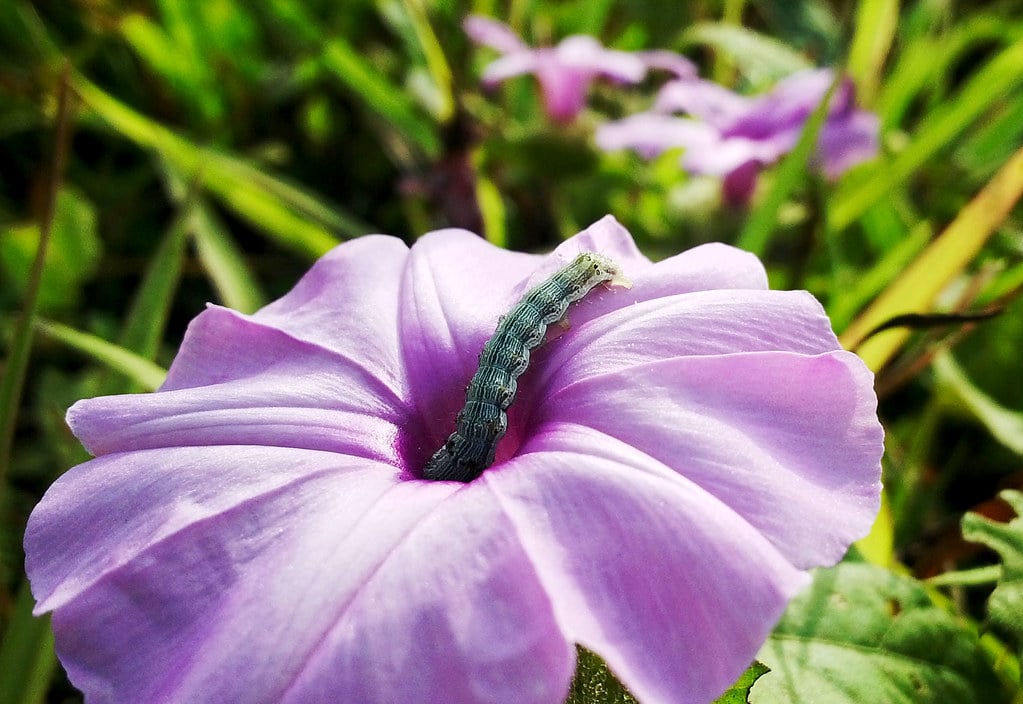 canker-worm canker-worm