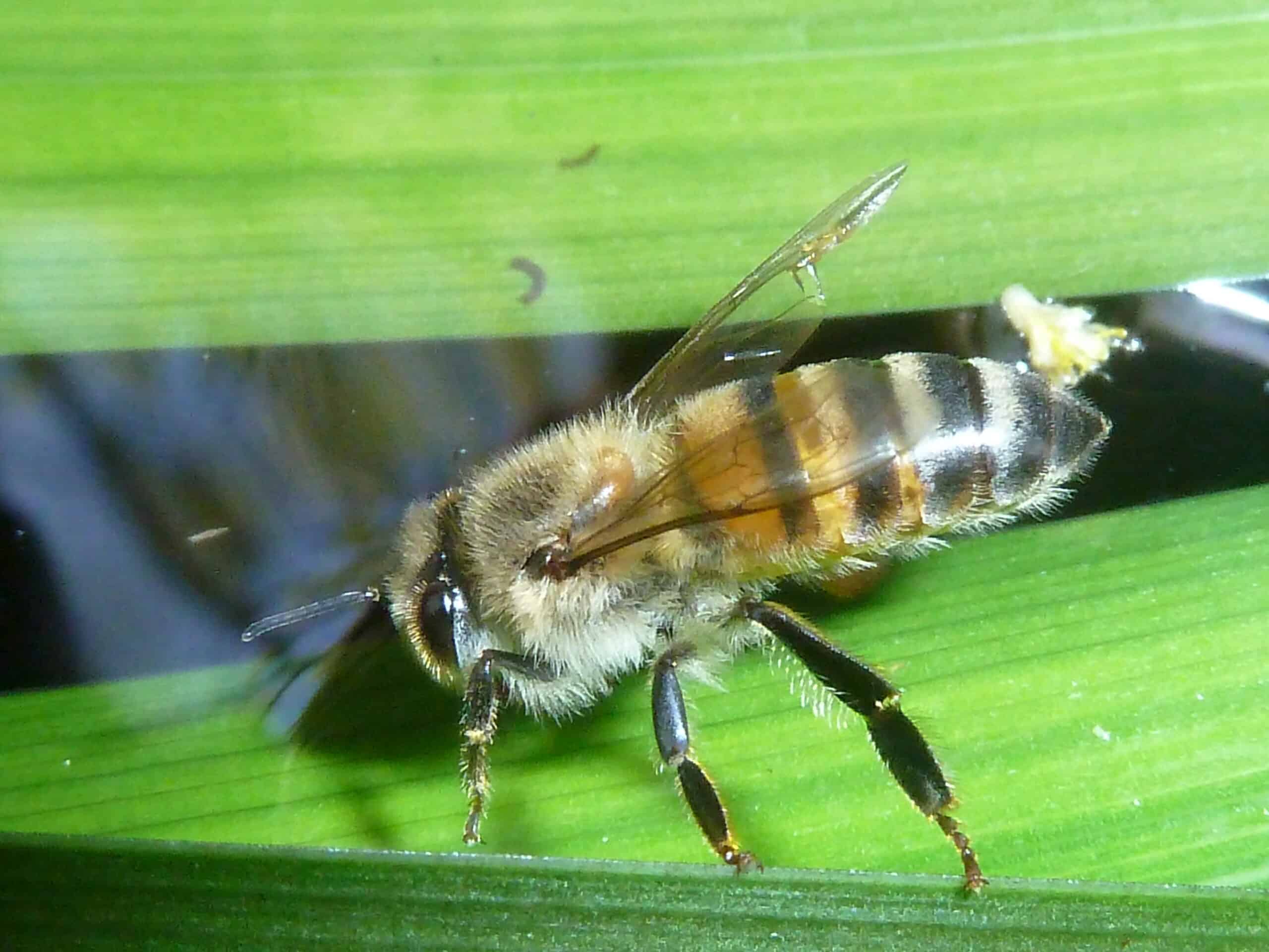 Apis mellifera subsp scutellata, Phakama, a Apis mellifera subsp scutellata, Phakama, a