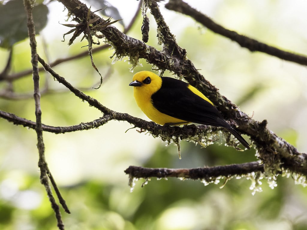 Yellow Tanager (Black-and-Yellow Tanager)