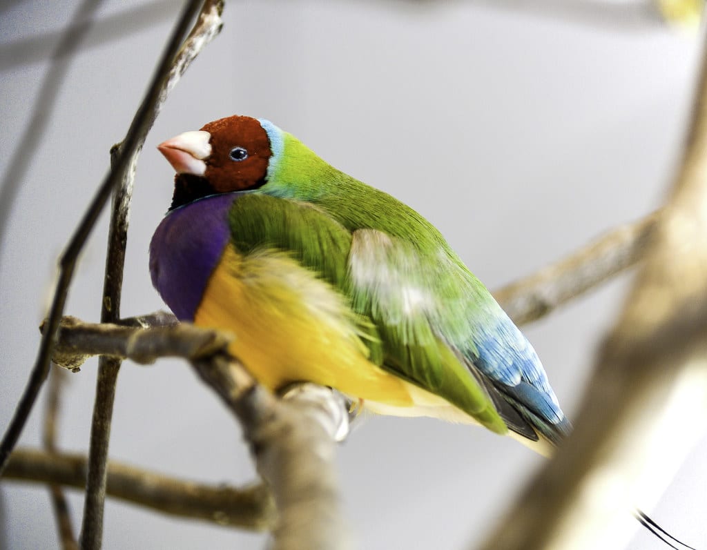 Rainbow Finch