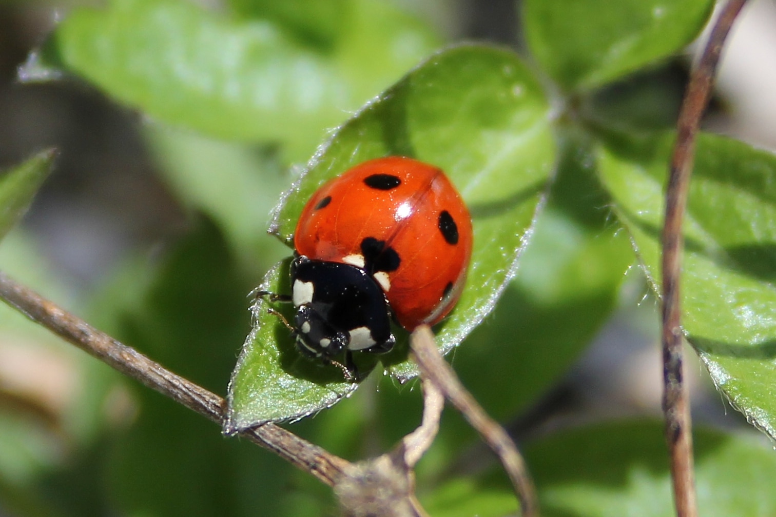 Ladybug