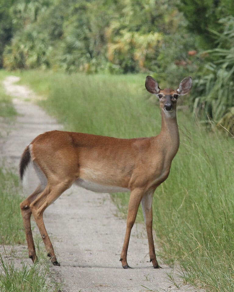 White-tailed Deer (Odocoileus virginianus)