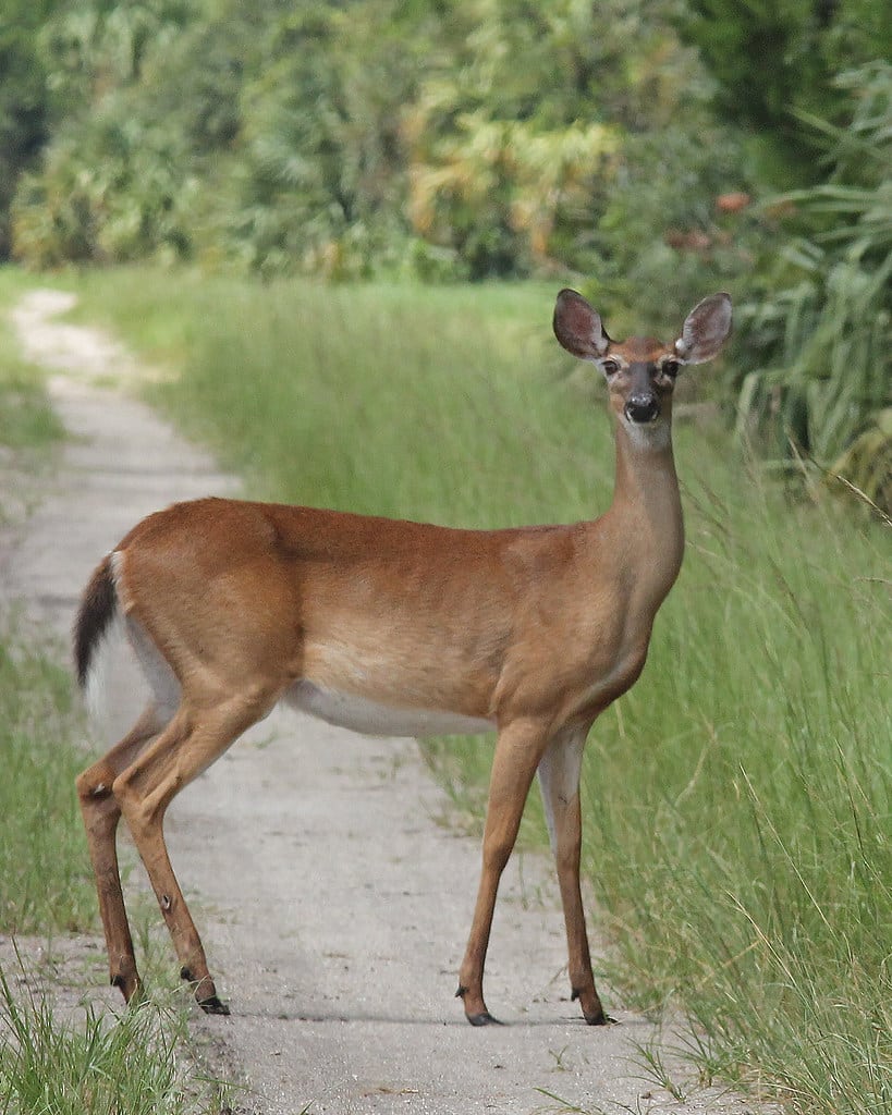 White-tailed Deer (Odocoileus virginianus)