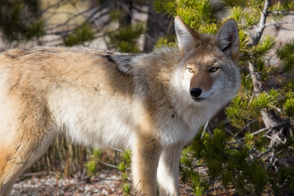 Coyote Coyote