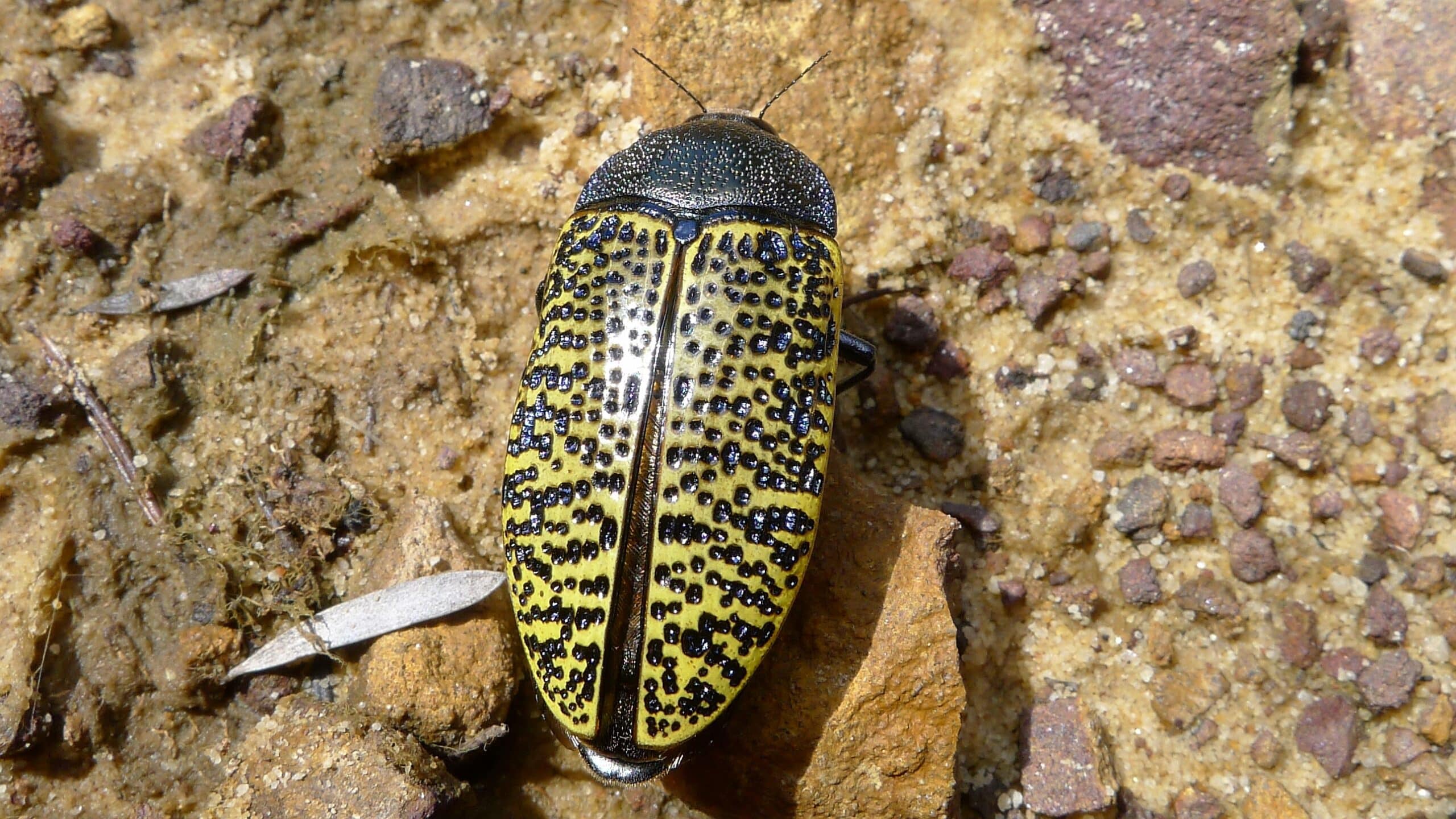 Jewel Beetle (6420169173) Jewel Beetle (6420169173)