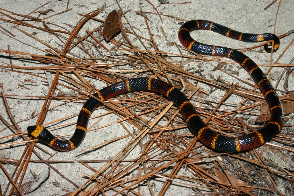 Coral Snake Coral Snake