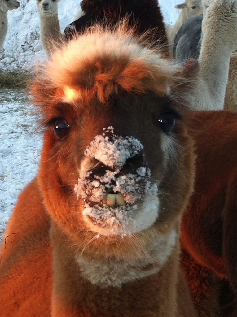 Alpaca, Colonial Hill Alpaca Farm – Petersham