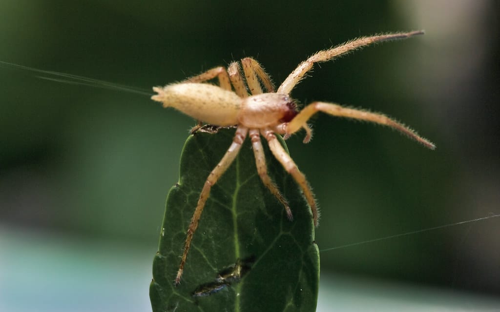 Yellow Sac Spider