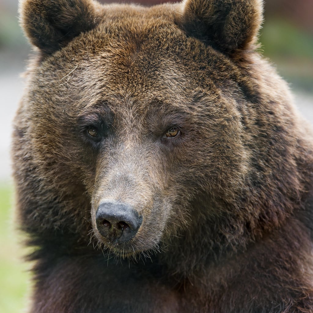 Brown bear portrait Brown bear portrait
