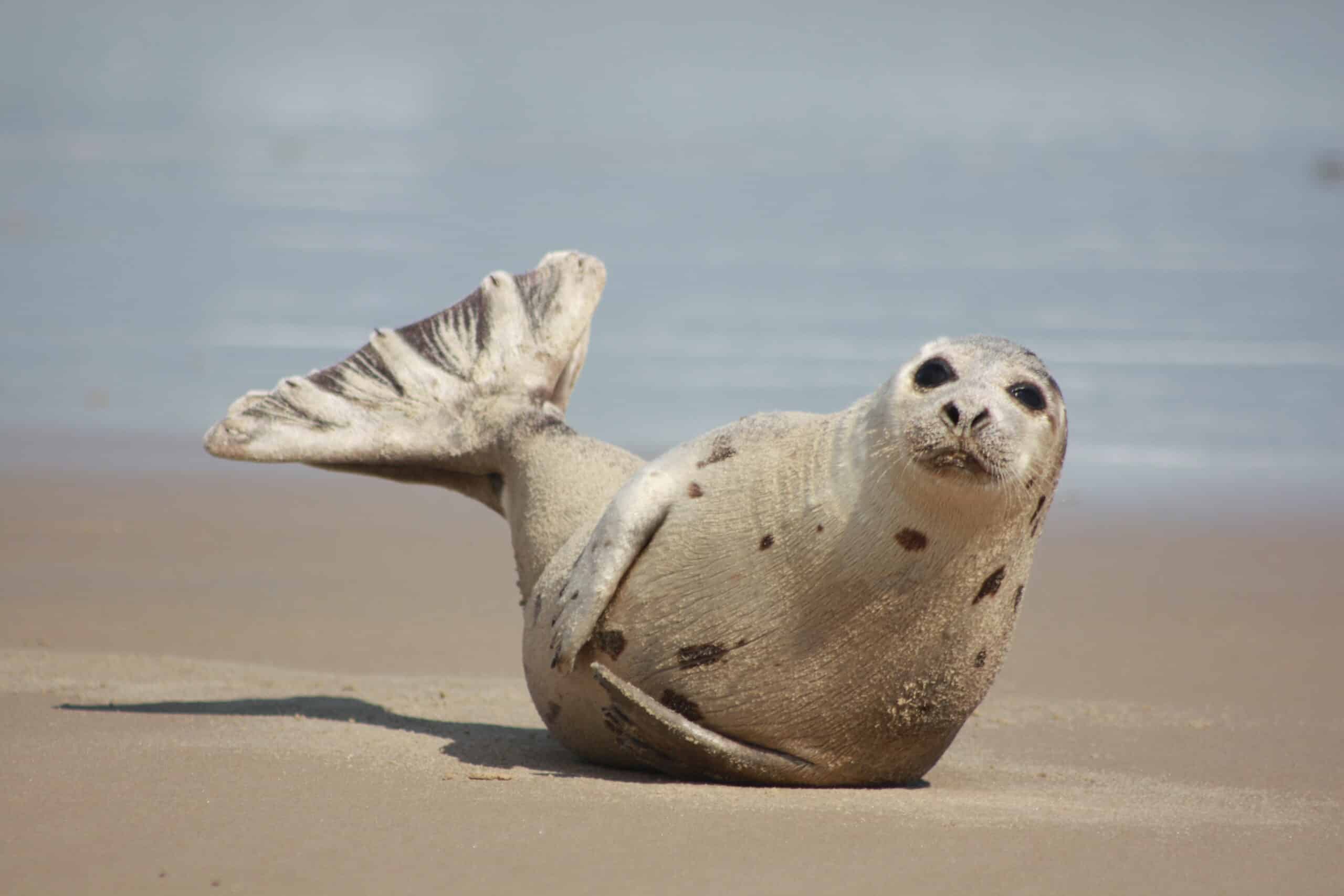 Harp Seal