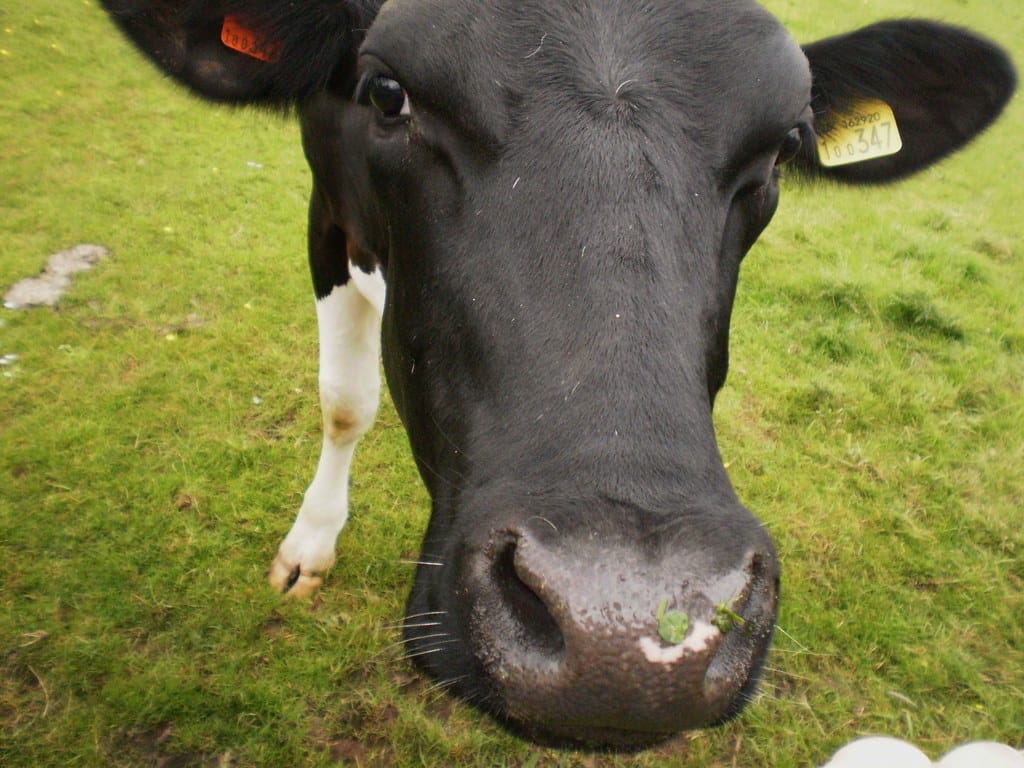 cow cow