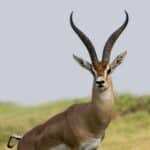 A gazelle with curved horns standing on grassy terrain under a gray sky.