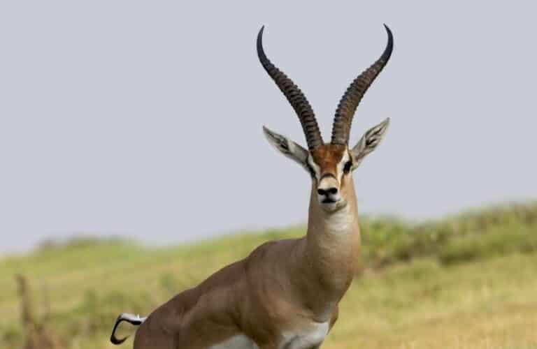 File:Grant’s Gazelle Closeup.jpg Gazelle