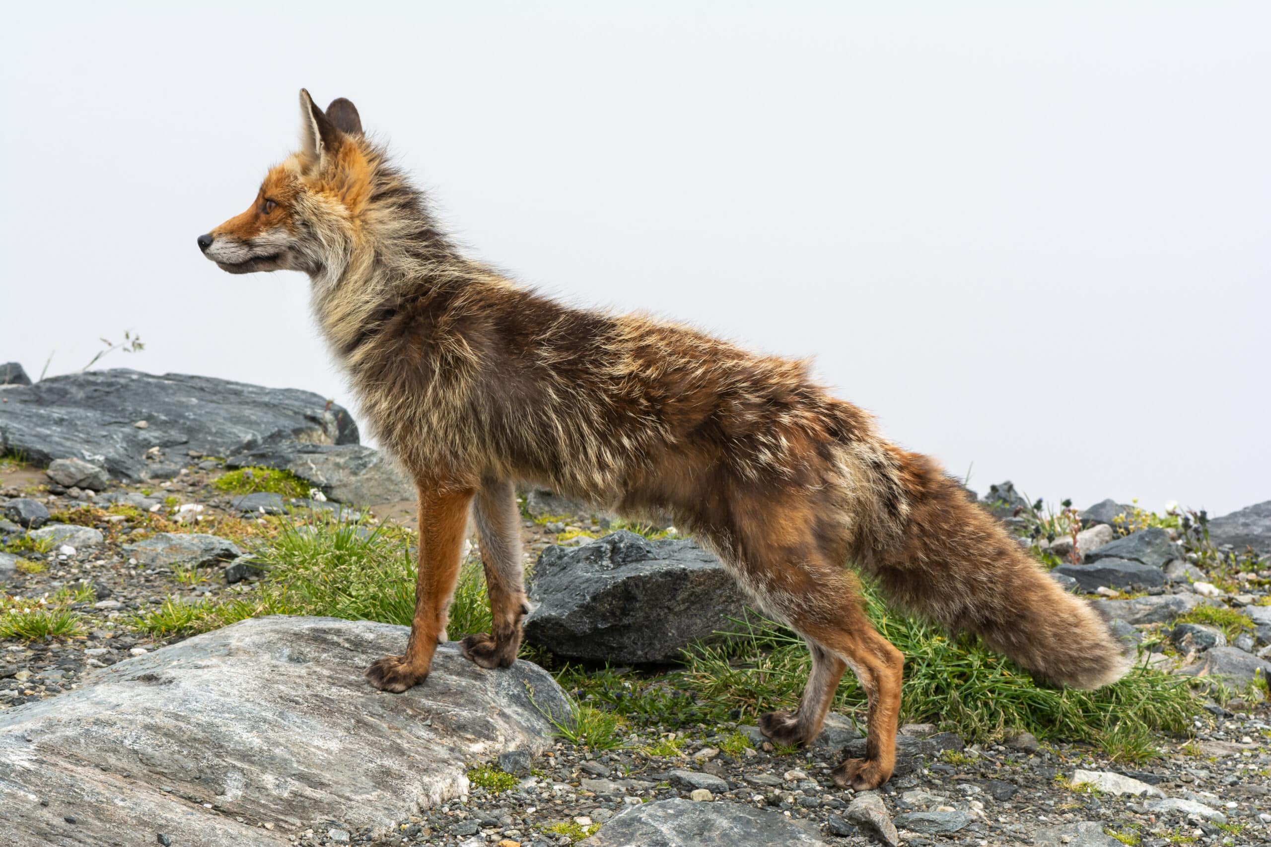 Vulpes vulpes Mallnitz 01 Vulpes vulpes Mallnitz 01