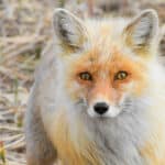 A red fox with bright orange fur stands on dry grass, facing the camera with alert ears and keen eyes.
