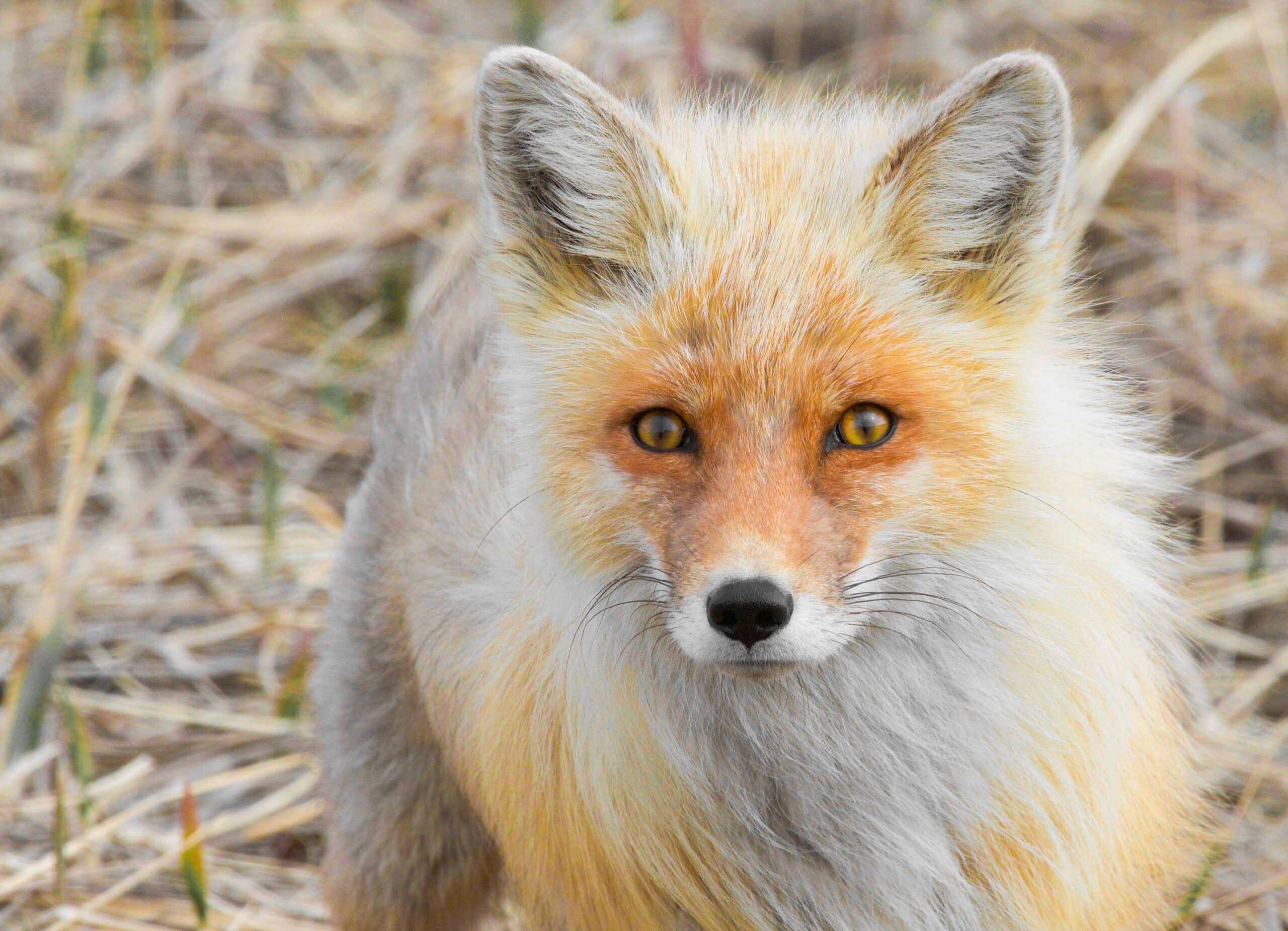 File:Alaska Red Fox (Vulpes vulpes).jpg File:Alaska Red Fox (Vulpes vulpes).jpg Fox