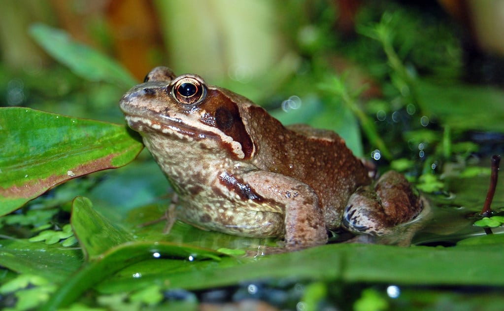 Rana Temporaria