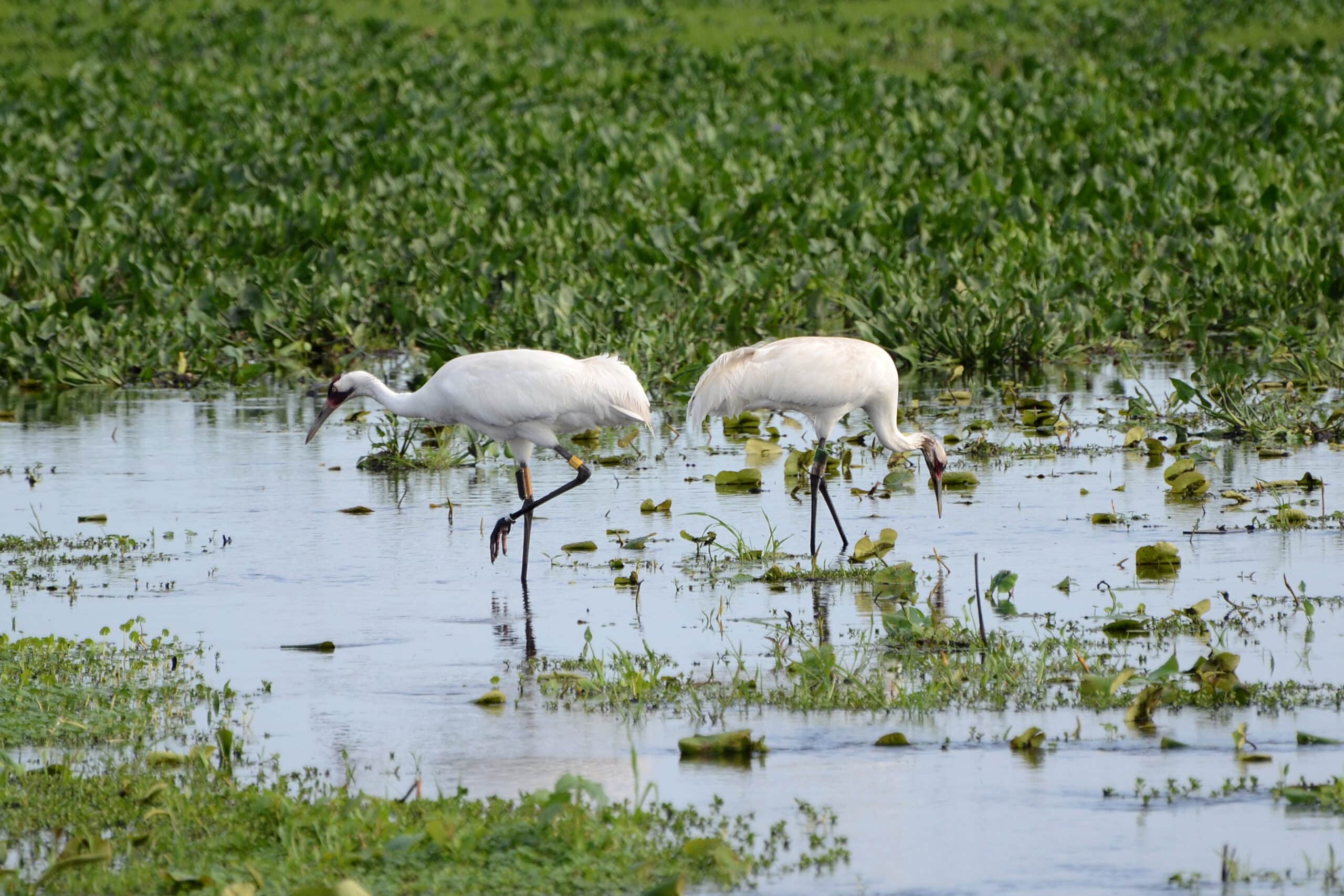 Flickr – ggallice – Whooping cranes